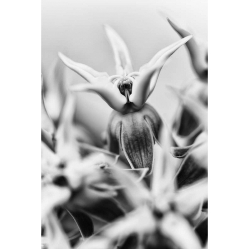 California, Owens Valley Showy milkweed